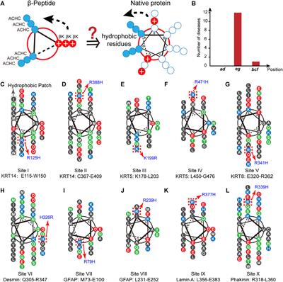 Conservation and Identity Selection of Cationic Residues Flanking the Hydrophobic Regions in Intermediate Filament Superfamily